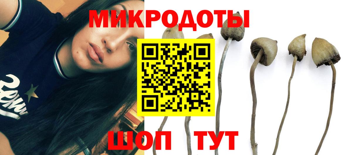 Северобайкальск  Галлюциногенные грибы Psilocybine cubensis  Вход с VPN  Псилоцибиновые грибы Psilocybe 
